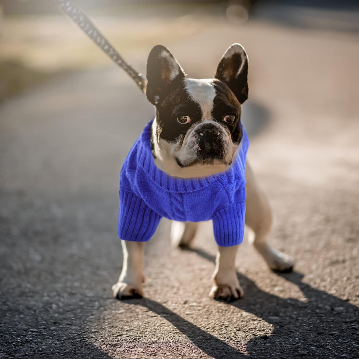Detalle 2 de Queenmore Small Dachshund Jumper Knitting Dog Jumper Turtleneck (Blue, XS)