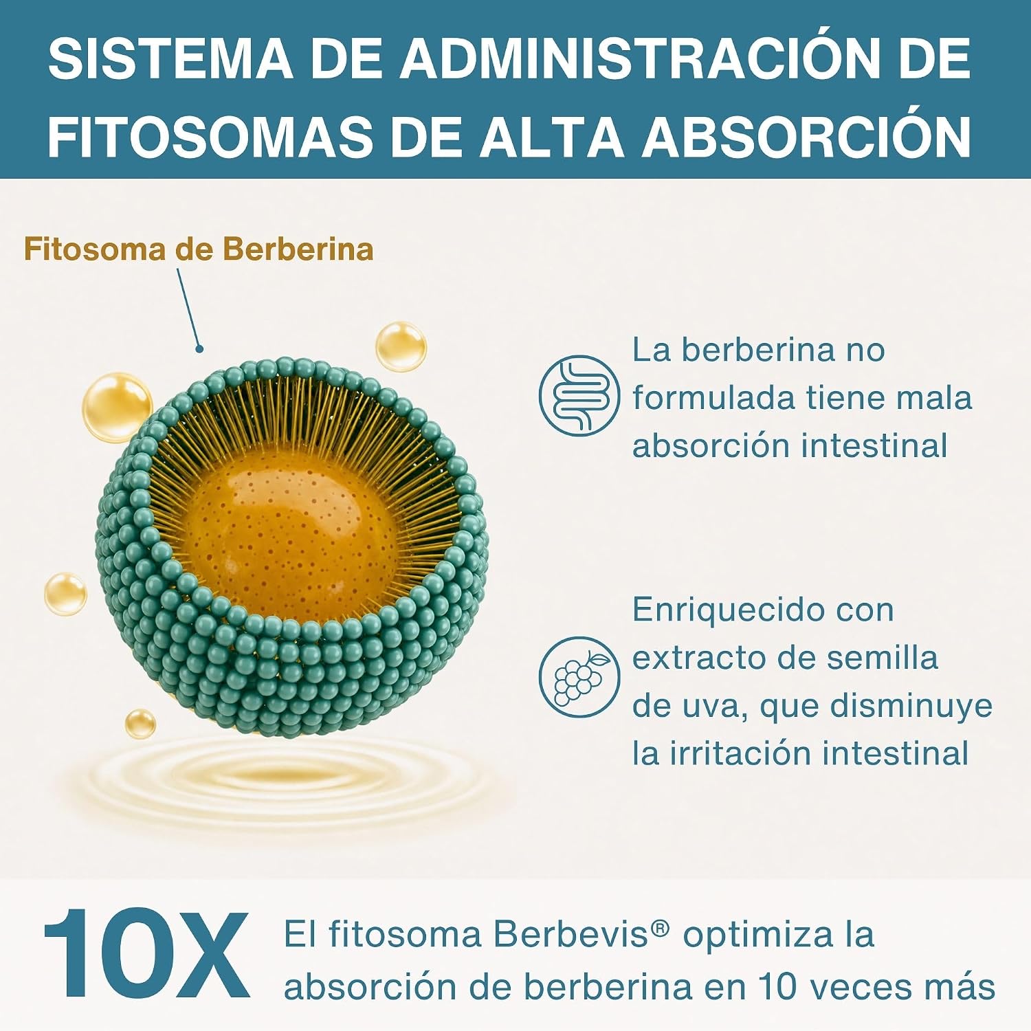 Detalle 2 de Igennus Berberina Fitosomada 550 mg