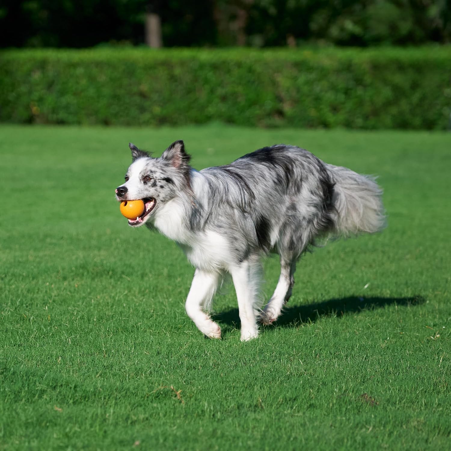 Thumbnail 6 de Palline Giocattolo Supreme in Gomma per Cani (6.35 cm) – Confezione da 3, Blu e Arancione