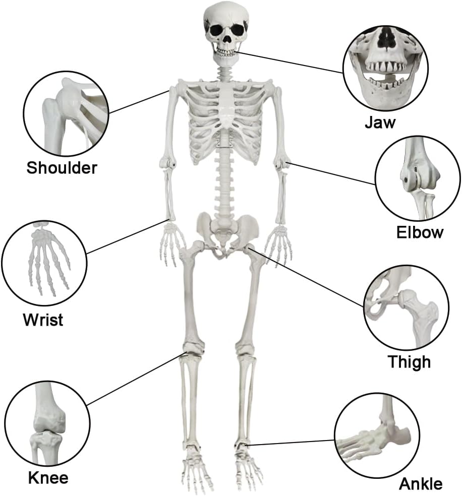 Detalle de UMEELR 5.9 FT Poseable Life-Size Skeleton for Halloween Decor
