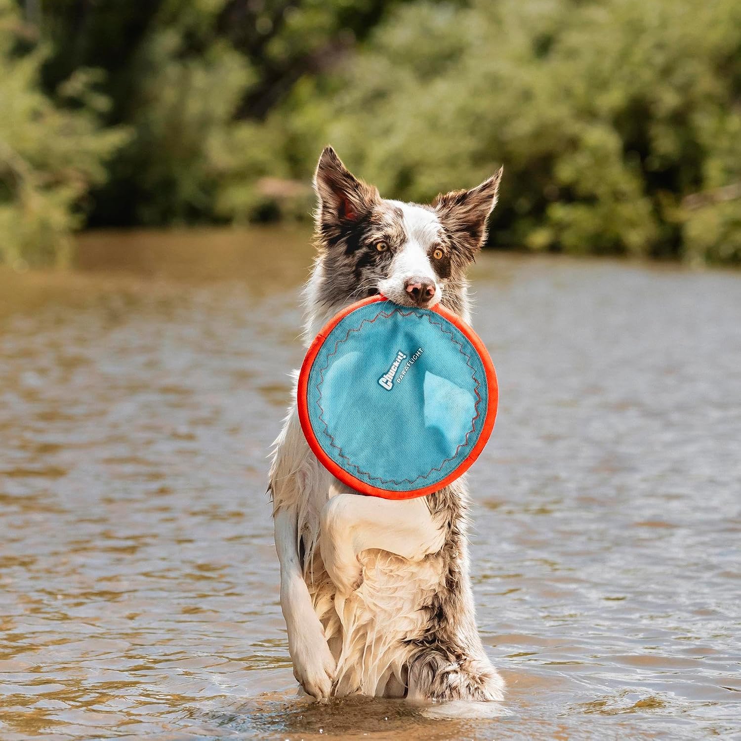 Detalle 2 de Chuckit Paraflight L jouet pour chien