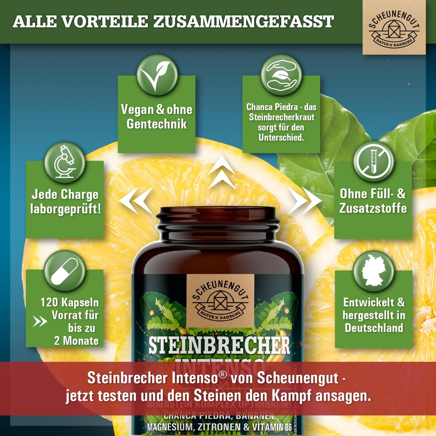 Thumbnail 5 de STEINBRECHER INTENSO® Chanca Piedra Kapseln (DE SCHEUNENGUT®) – 120 Kapseln