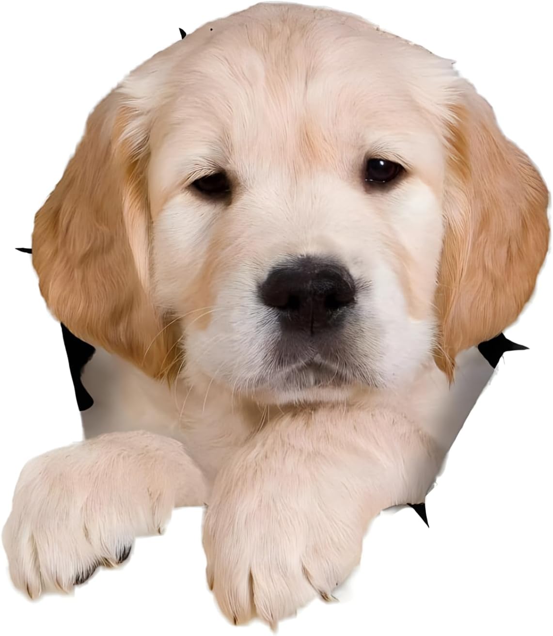 Autoaufkleber Golden Retriever 18 cm