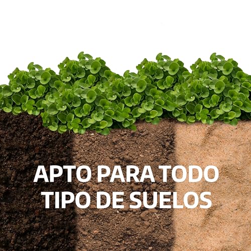 Detalle de LERAVA Dichondra repens semillas (200 g) para 20 m² – césped resistente y adaptable
