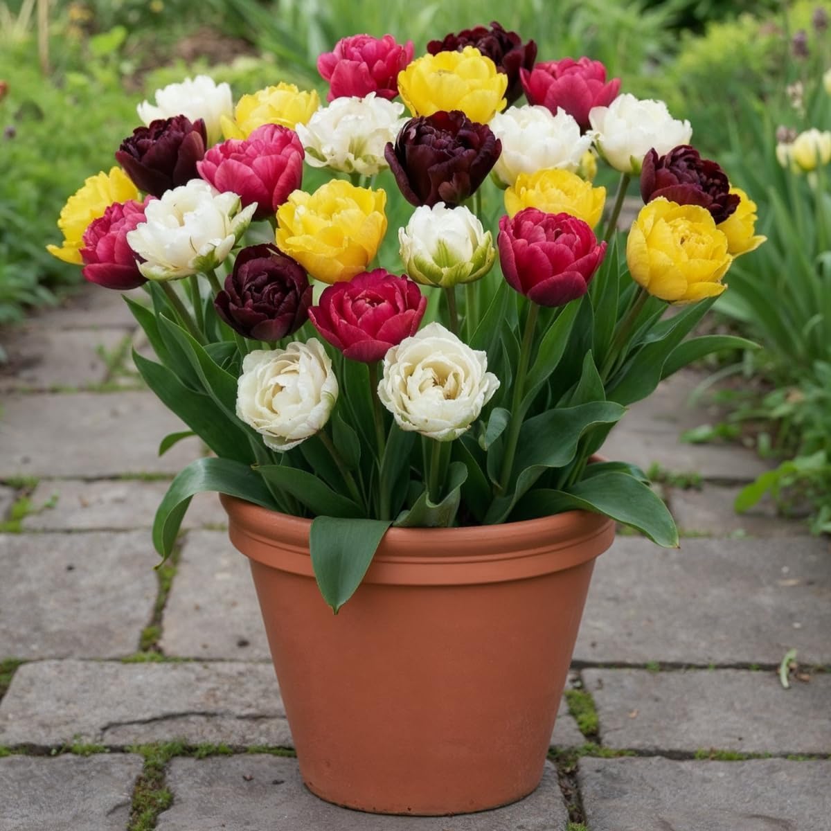 Detalle de DUTCH BULBS EXCLUSIVE PLANTS FROM HOLLAND dubbelbloeiende tulpenbollen, 25 stuks