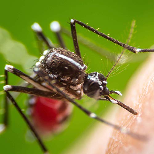 Detalle 2 de Protect Home Insecticida persistente para exteriores: defensa eficaz contra mosquitos en balcones, terrazas y jardines