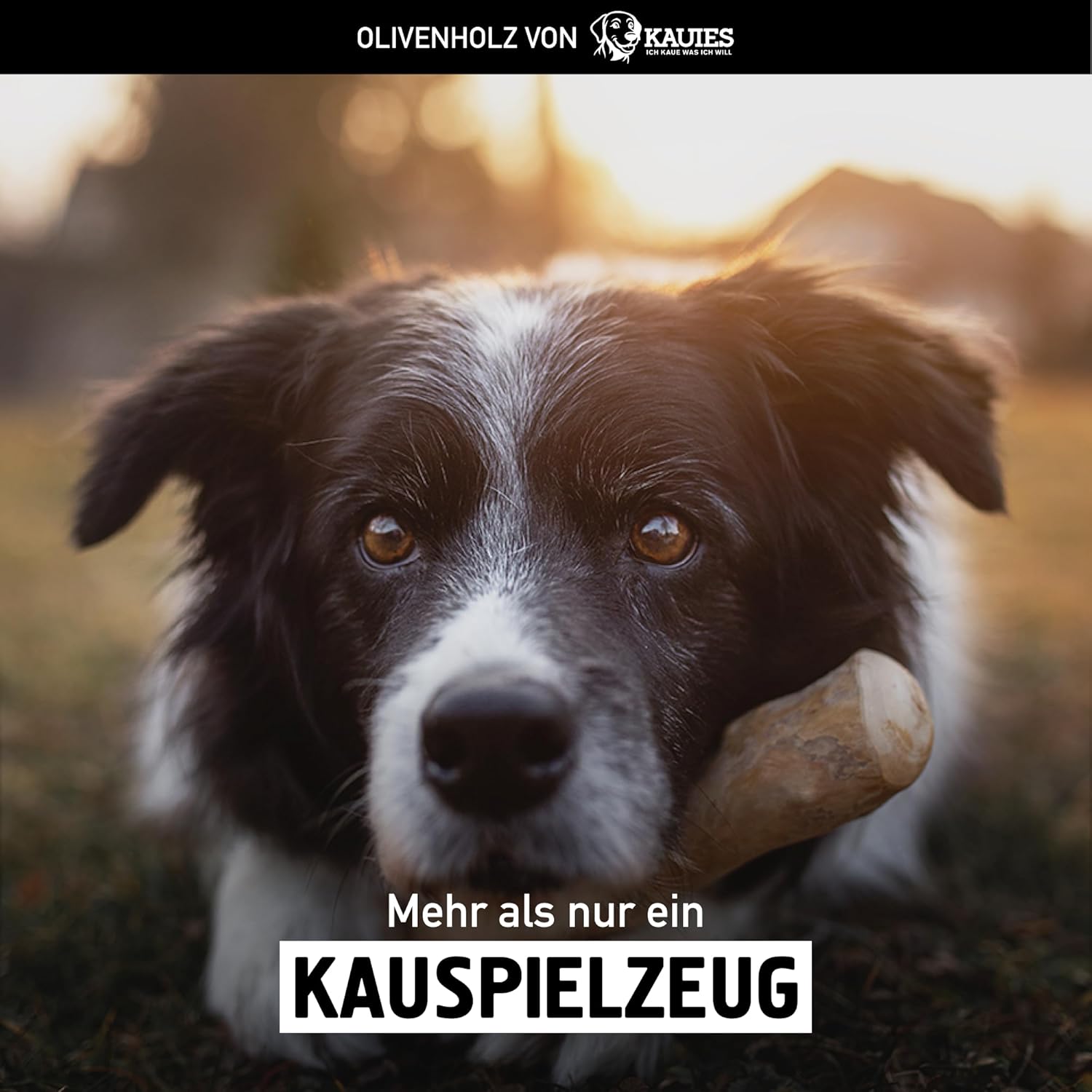 Thumbnail 5 de Kauies Olivenholz Kaustab für Hund mit Olivenöl (vegan, kalorienfrei) – 2er Pack, Größe S bis 10 kg