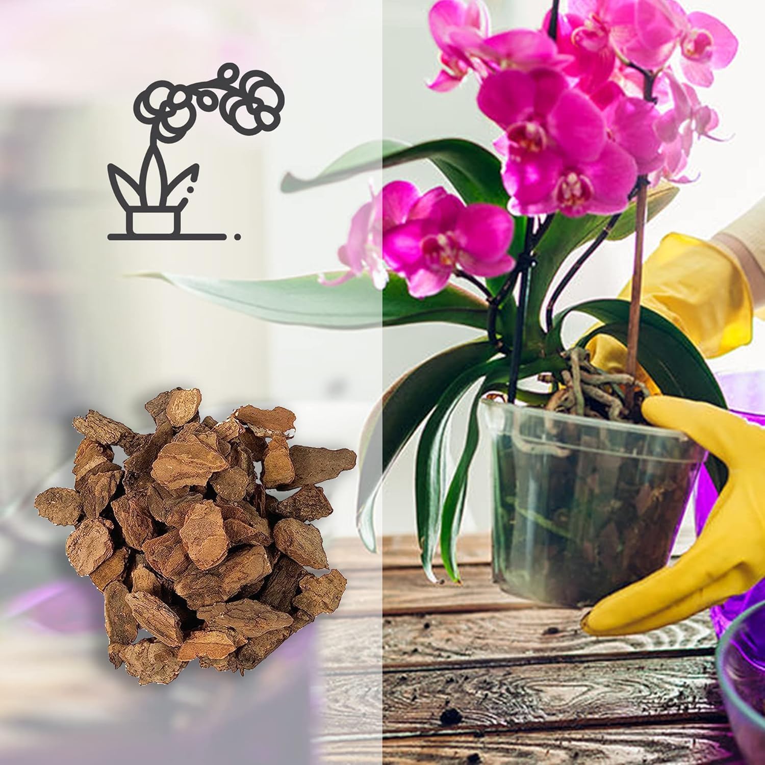 Thumbnail 4 de Kalapanta Bark Per Orchidee Linea Professionale, 2 Litri – Substrato in Corteccia di Pino Marittimo 100% Naturale