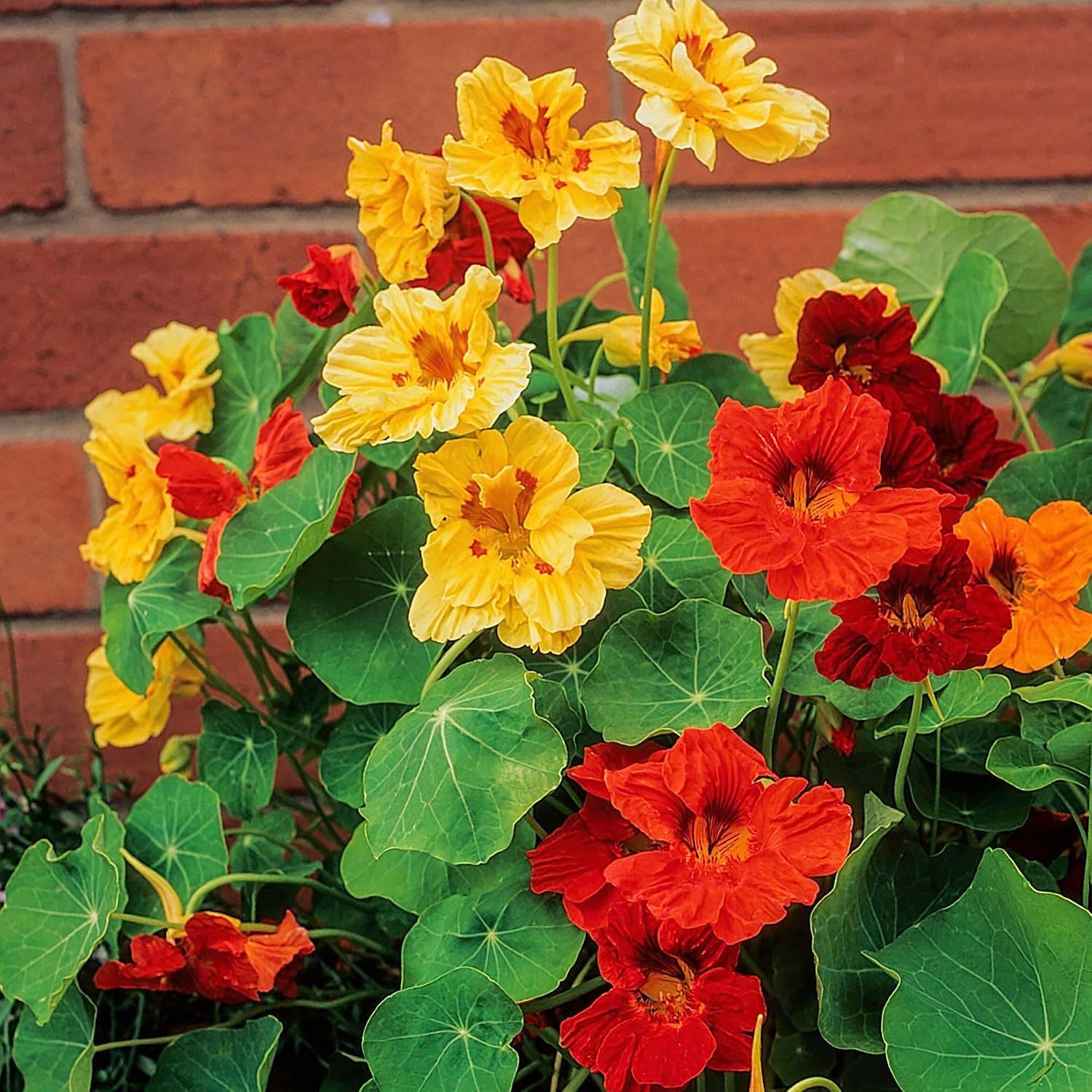 Detalle de Seed Needs Jewel Mix Nasturtium Seeds, B09Z76F1WZ, 1.5 oz Heirloom Blend