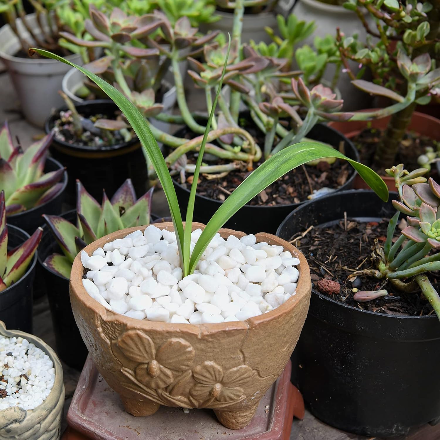 Thumbnail 4 de Hisredsun White Decorative Stones (3.96 lb) Natural Gravel for Pots, Succulents & Aquariums