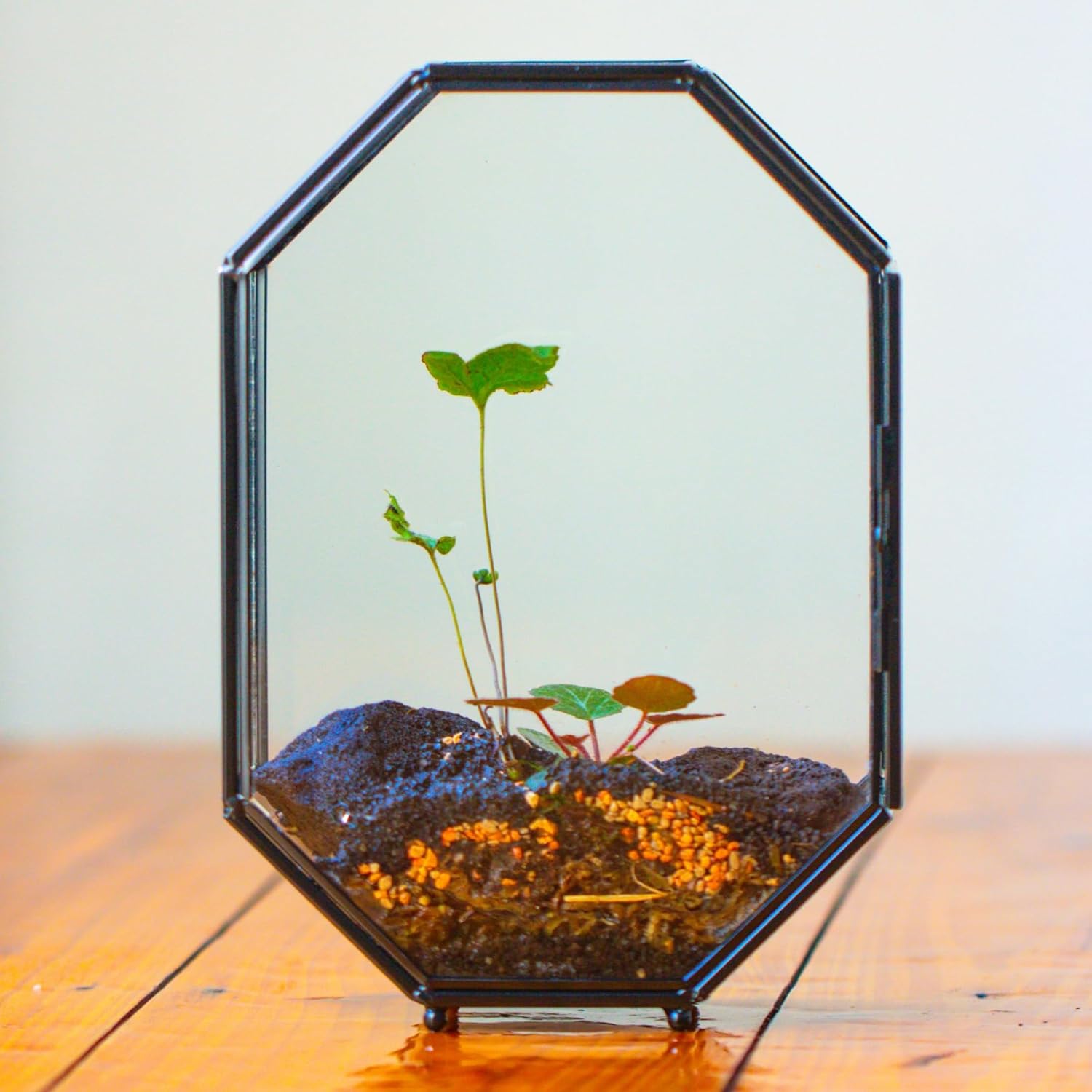 Thumbnail 6 de NCYP Glass Terrarium for Jumping Spiders