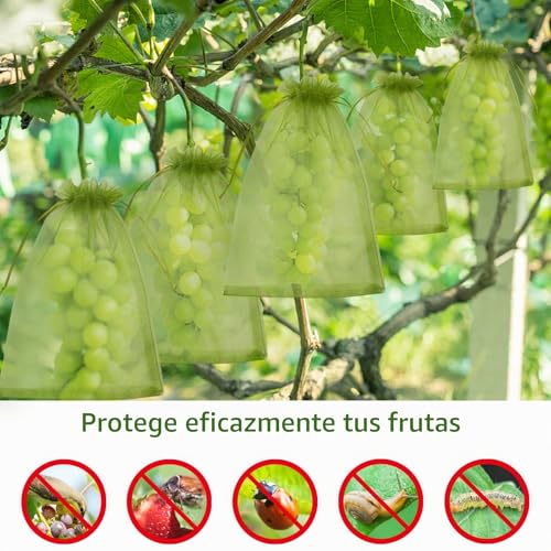 Detalle de LINSOCLE Bolsas para Uvas en Parra 30x40cm (50 Piezas) – Protección Transparente y Reutilizable para Uvas, Frutas y Semillas