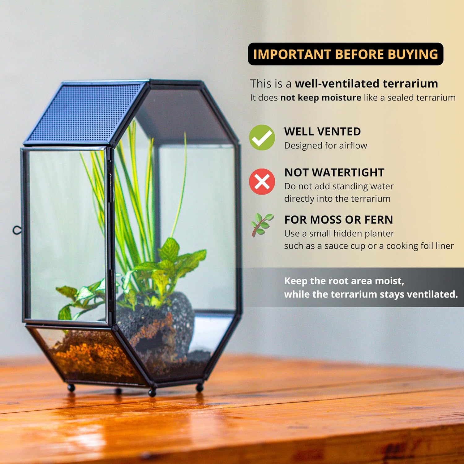 Thumbnail 2 de NCYP Glass Terrarium for Jumping Spiders