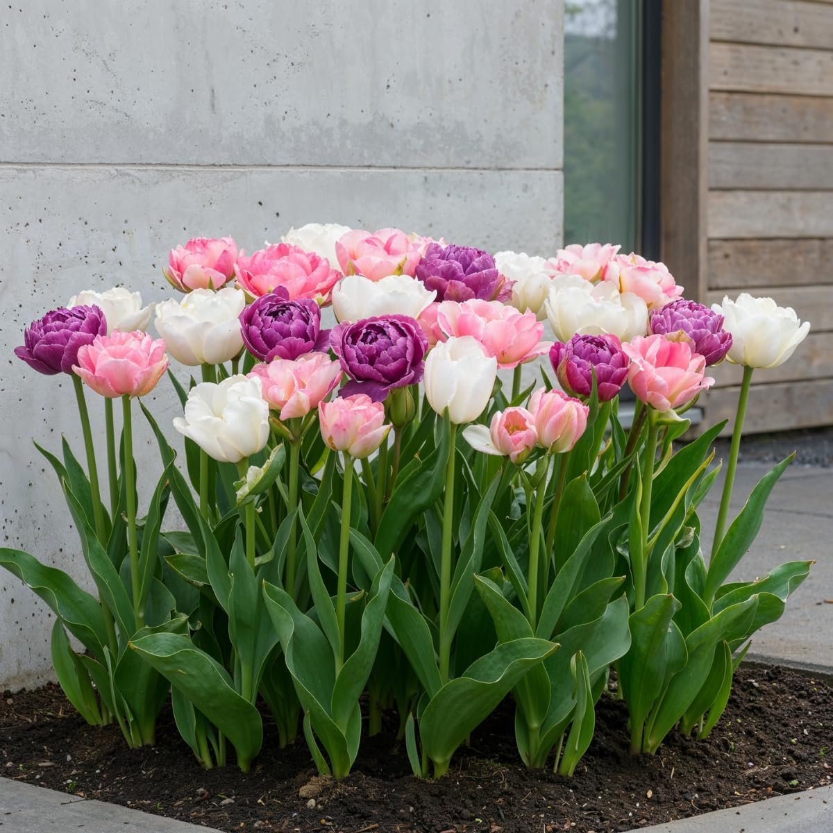 Detalle de DUTCH BULBS Double Lilac White tulpenbollen, 20 stuks