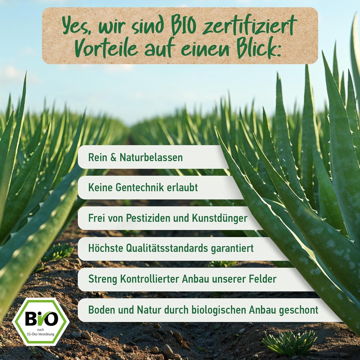 Detalle de Soena® Aloe Vera Gel mit 100% BIO Aloe Vera (96% Aloe, ohne Alkohol & Duftstoffe) – Feuchtigkeitspflege, 250 ml