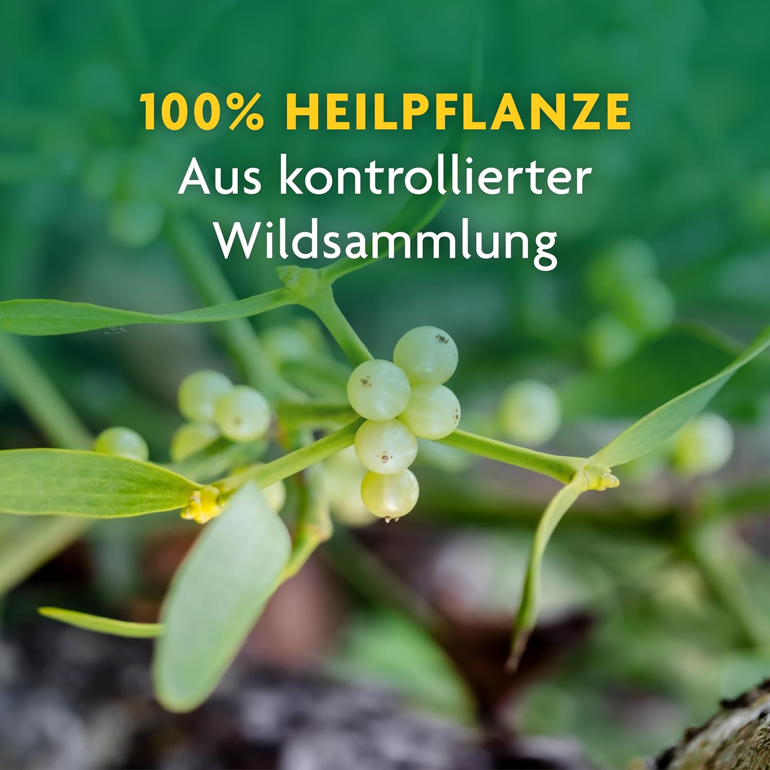 Detalle de Schoenenberger Mistel naturreiner Heilpflanzensaft – 200 ml Glasflasche, sanfte Unterstützung für das Herz-Kreislauf-System