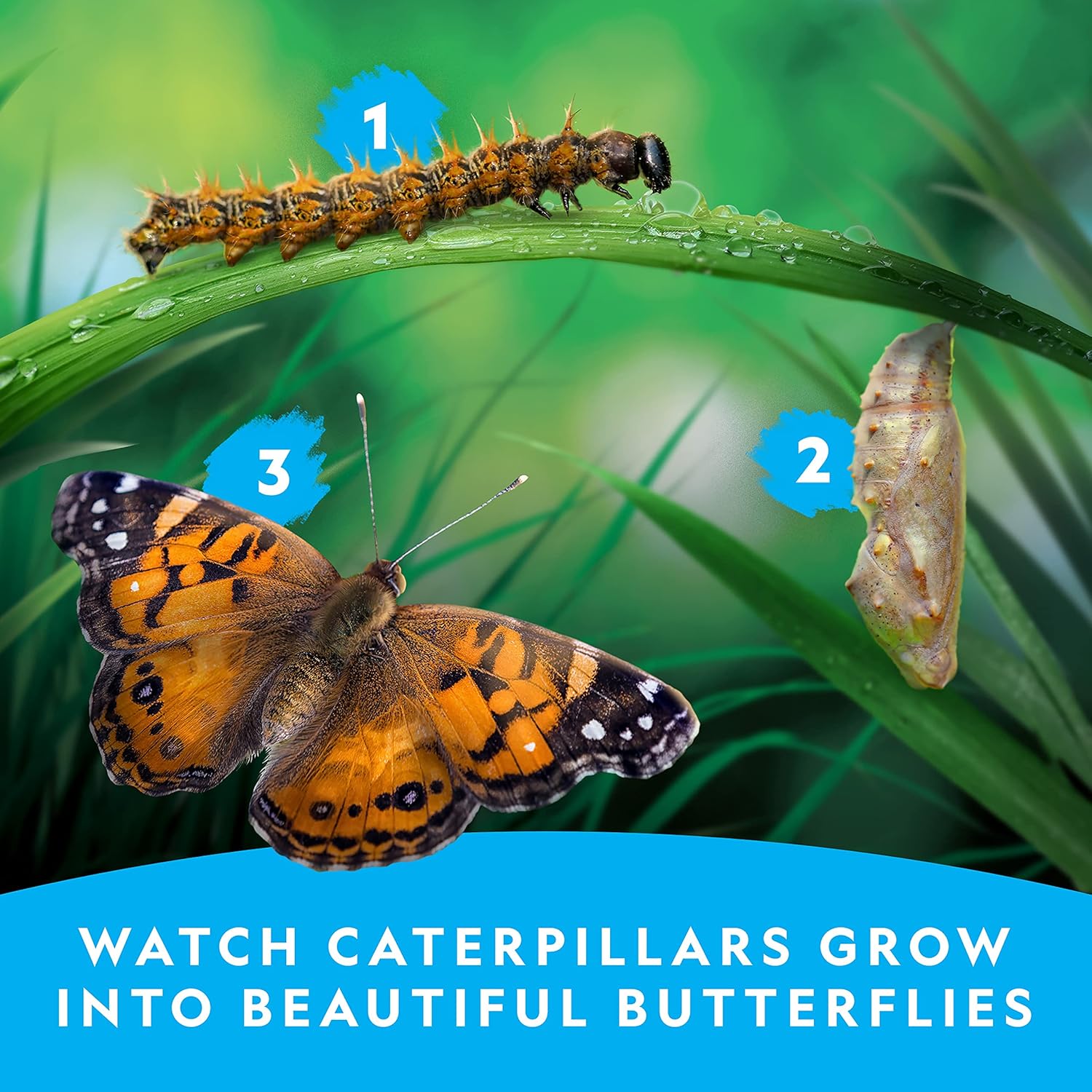 Detalle de National Geographic Butterfly Growing Kit with 5 caterpillars 🐛🦋