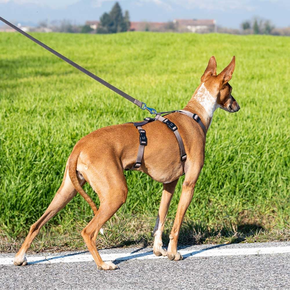 Detalle de Ferplast Brave Medium arnés antiescape ajustable para galgo