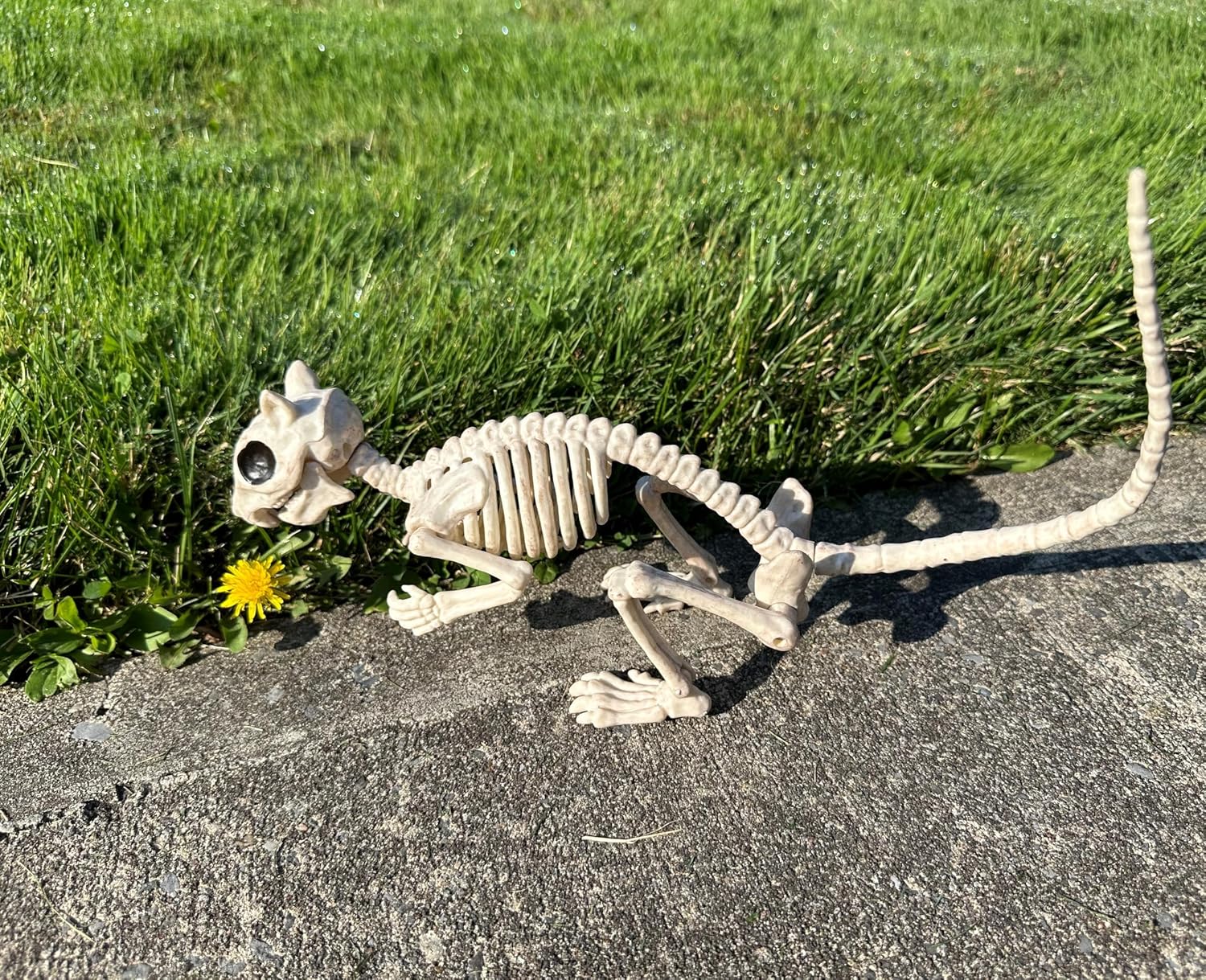 Thumbnail 2 de Crazy Bonez Skeleton Squirrel 7-inch