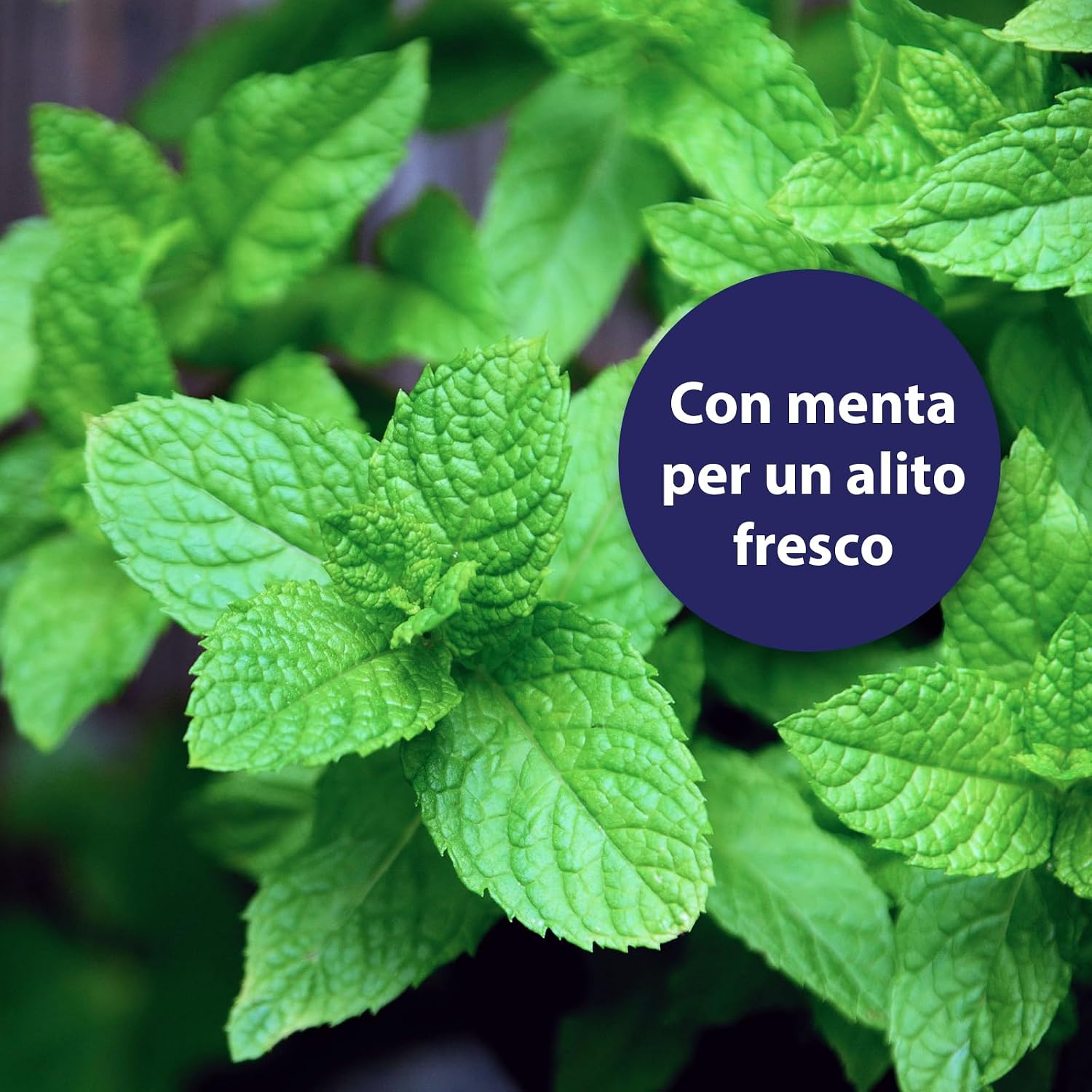 Detalle de Canosept dentifricio per cani 100g: pulizia denti cane e alito fresco, senza zuccheri, fluoro o xilitolo